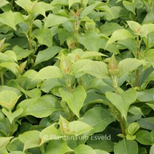 Hydrangea 'Inovalaur' (SEMIOLA)