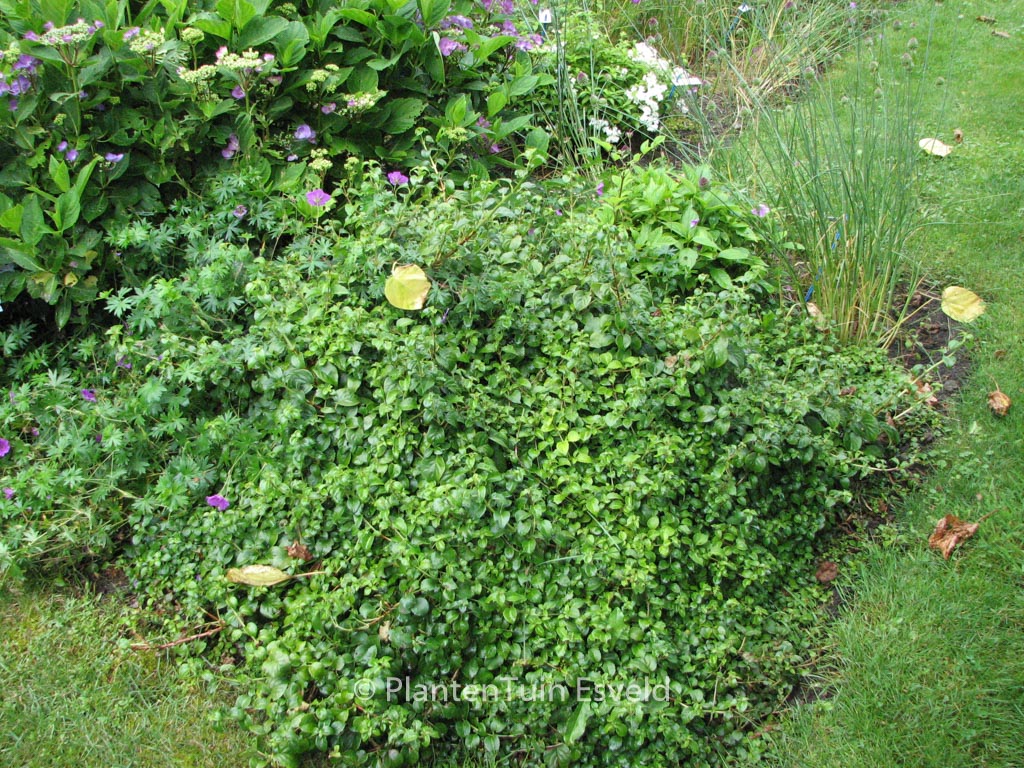 Hydrangea anomala 'Brookside Littleleaf'