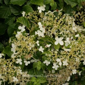 Hydrangea anomala 'Tiliifolia'