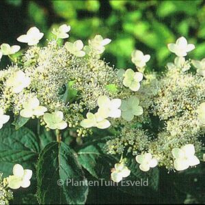 Hydrangea heteromalla 'Gidie'