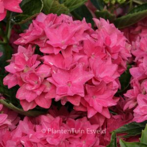 Hydrangea macrophylla 'Double Dutch Pink'
