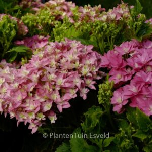 Hydrangea macrophylla 'Hortmafarfa' (MAGICAL FARFALLA)