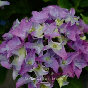 Hydrangea macrophylla 'Jong 01' (LADY MATA HARI)