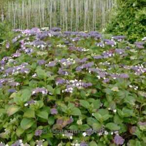 Hydrangea macrophylla 'Komochiana sezuka'