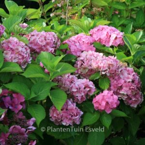 Hydrangea macrophylla 'Miss Hepburn'