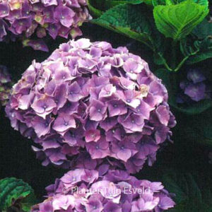 Hydrangea macrophylla 'Rigi'