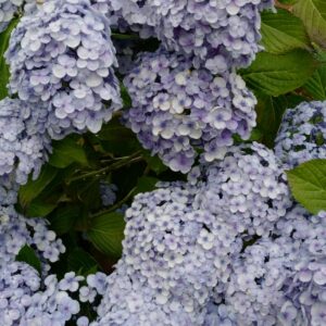 Hydrangea macrophylla 'Trebah Silver'