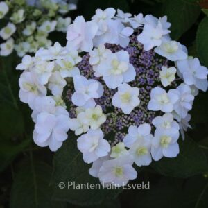 Hydrangea macrophylla 'Trophy'