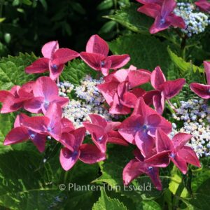 Hydrangea macrophylla 'Zeisig'