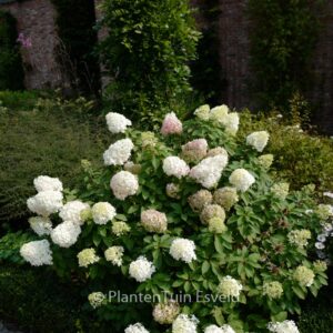Hydrangea paniculata 'Bobo'