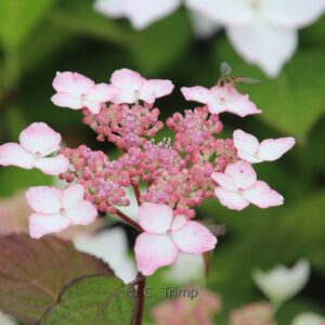Hydrangea serrata 'Beni-gaku'