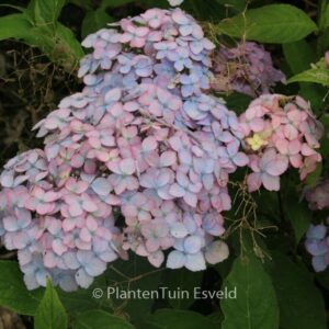 Hydrangea serrata 'Betu-ko-temari'