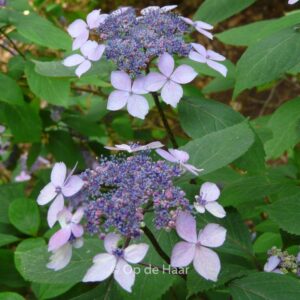 Hydrangea serrata 'Kuro-hime'