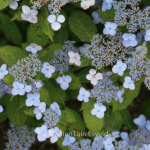 Hydrangea serrata 'Miranda'