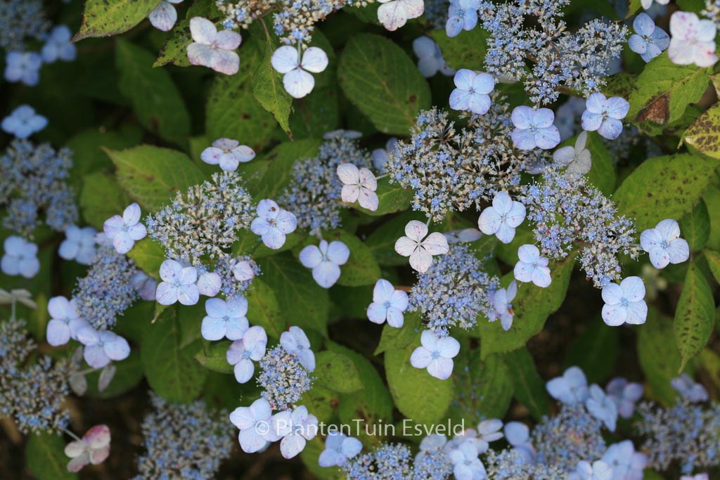 Hydrangea serrata 'Miranda'