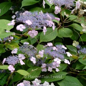 Hydrangea serrata 'Ohmimachi-ezo'