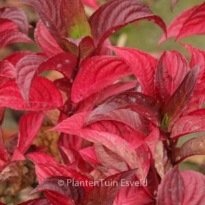 Hydrangea serrata 'Santiago'