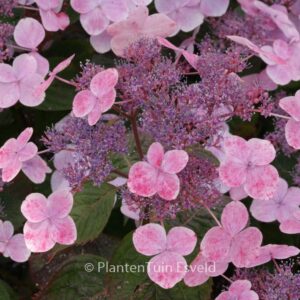 Hydrangea serrata 'Shojo'