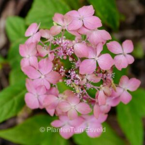 Hydrangea serrata 'Tosa no hime'