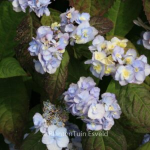 Hydrangea serrata 'Yae-no-amacha'