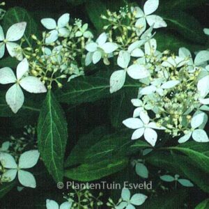 Hydrangea serrata var. angustata
