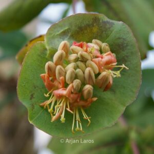 Lonicera dioica var. glaucescens