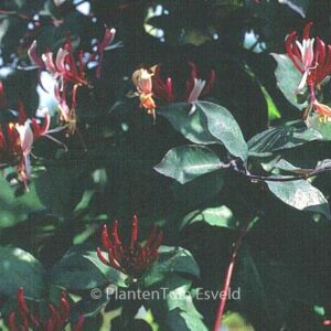 Lonicera periclymenum 'Serpentine'