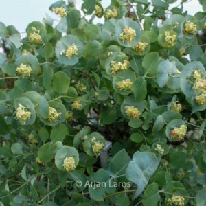 Lonicera reticulata 'Silver'