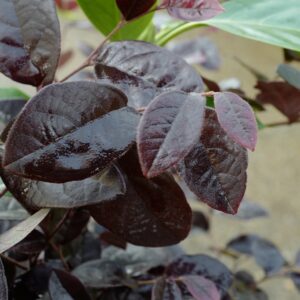 Loropetalum chinense 'Pipa's Red'