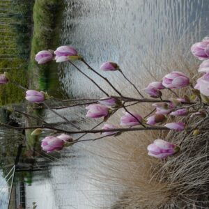 Magnolia multiflora
