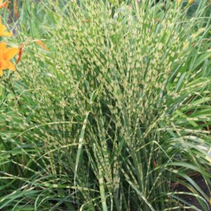 Miscanthus sinensis 'Gold Bar'