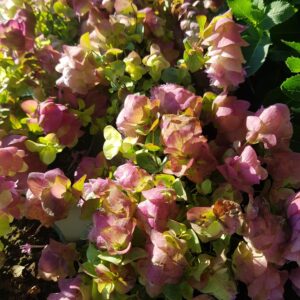 Origanum 'Bellissimo'