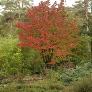 Prunus serrulata spontanea