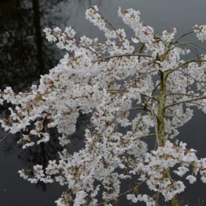 Prunus yedoensis 'Moerheimii'