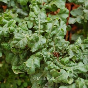 Quercus cerris 'Curly Head'