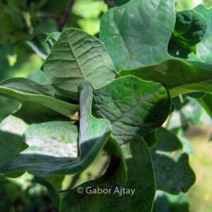 Quercus robur 'Facrist'