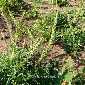 Reseda luteola