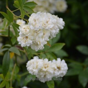 Rosa banksiae 'Alba Plena'