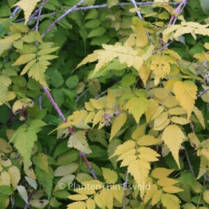 Rubus cockburnianus 'Goldenvale'