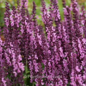Salvia nemorosa 'Sensation Rose'