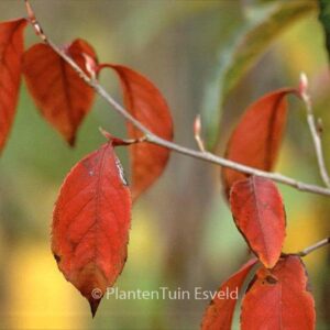 Stewartia rostrata 'Hulsdonk Pink'