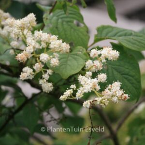 Syringa reticulata 'Tjeu'