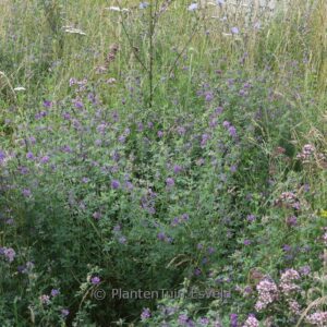 Trifolium hybridum