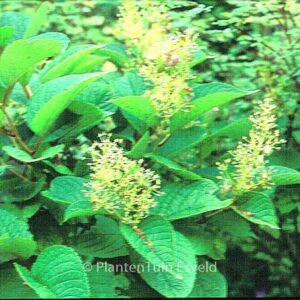 Tripterygium wilfordii