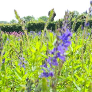 Veronica austriaca 'Royal Blue'