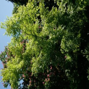 Acer campbellii