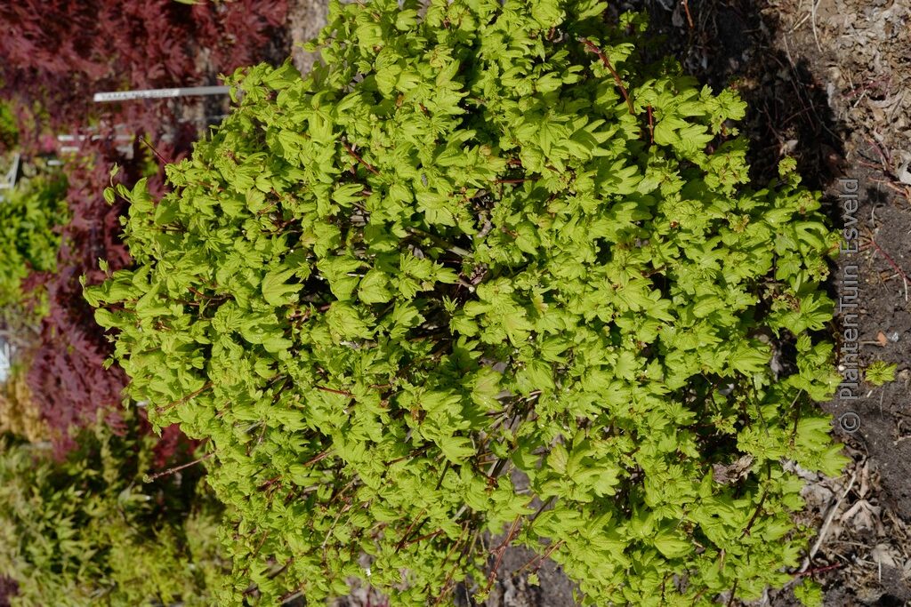 Acer circinatum 'Little Gem'
