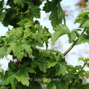 Acer circinatum 'Pacific Sprite'
