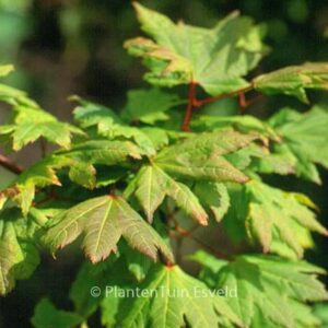 Acer circinatum 'Victoria'