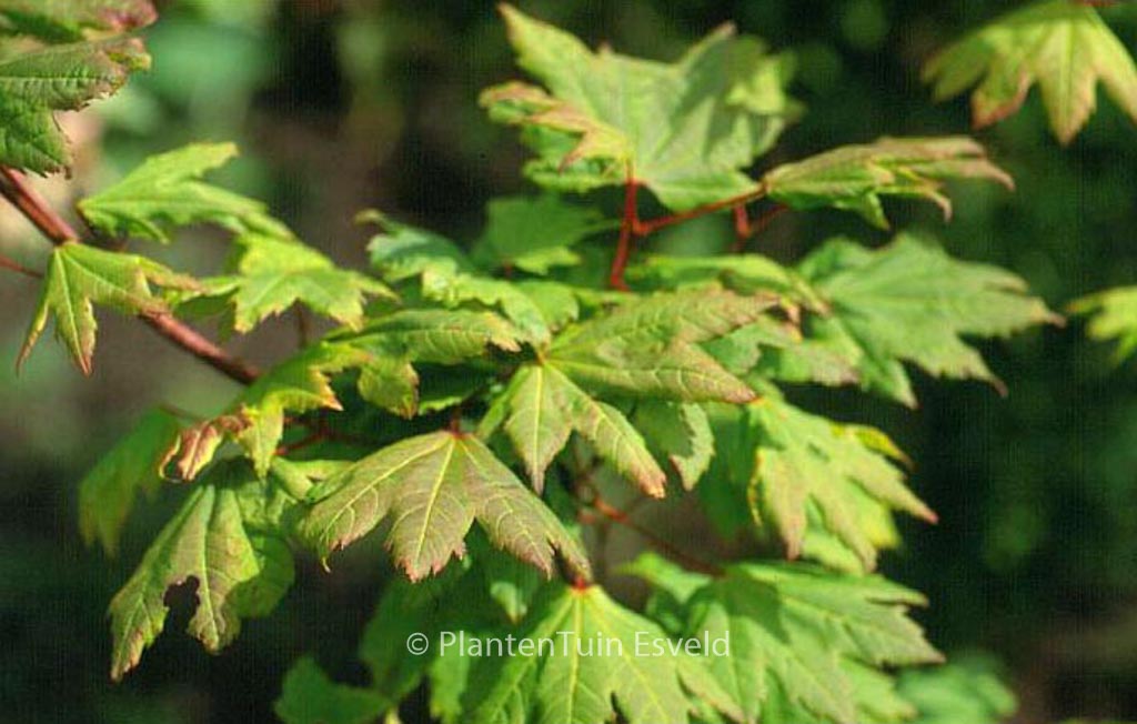 Acer circinatum 'Victoria'